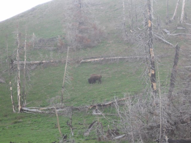 buffalo3.jpg