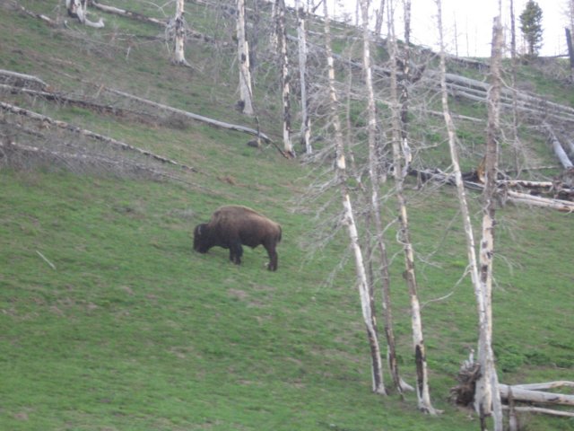 buffalo5.jpg